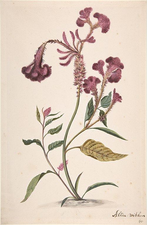 Alida Withoos