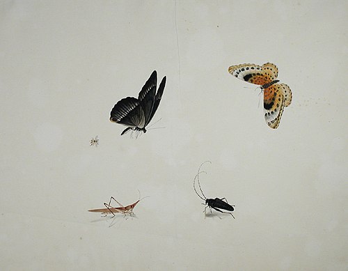 A bee, two butterflies, a grasshopper, and a beetle, , 