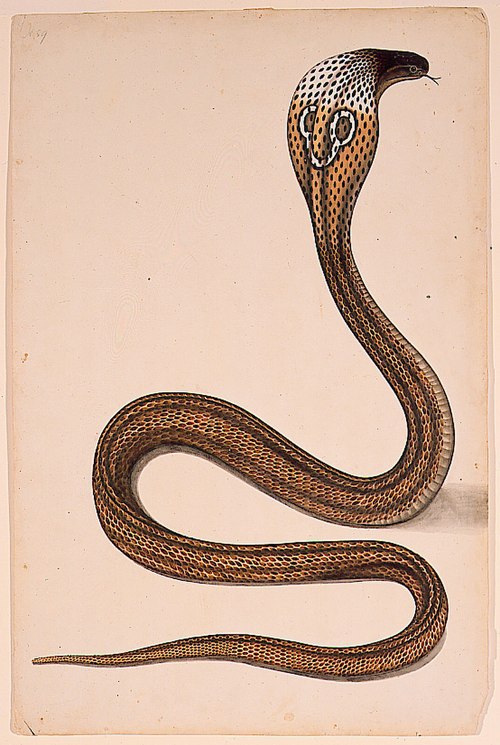 A cobra (Maja tripudians) with hood spread, , 