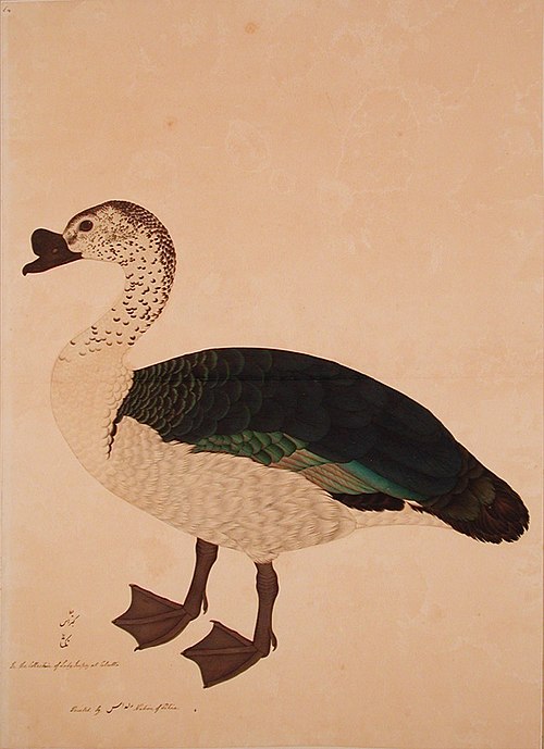 A Comb Drake (Sarkidiornis melanota), , 