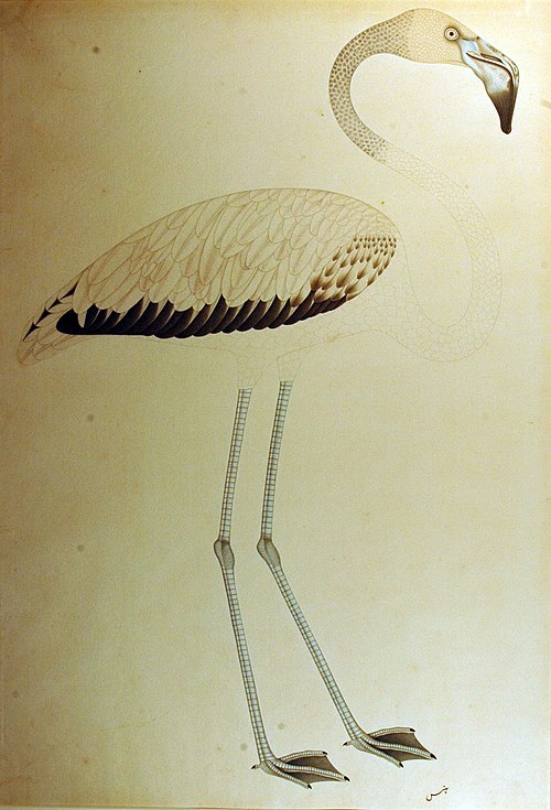 A flamingo, , 