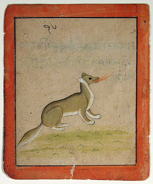 A fox, , 