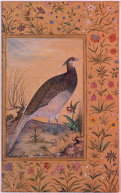 A Himalayan Cheer Pheasant, , 