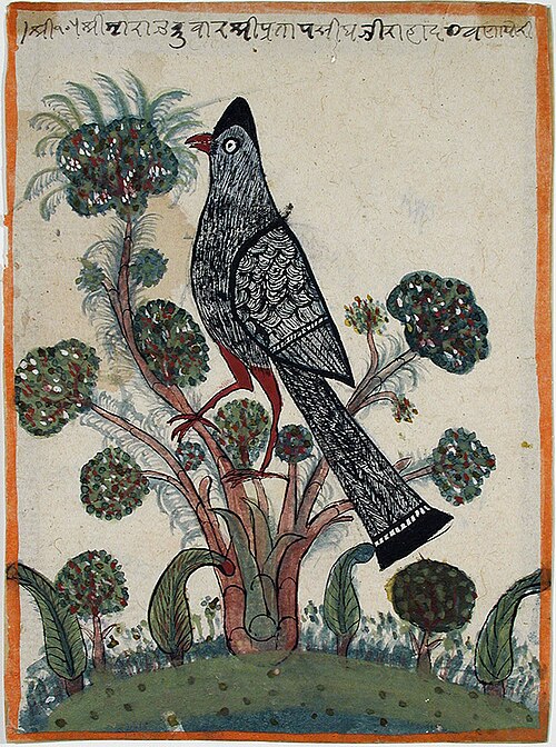 A large black and grey bird in a tree with tufted leaves, , 
