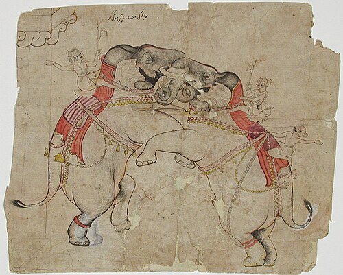 Two elephants rearing and fighting, , 