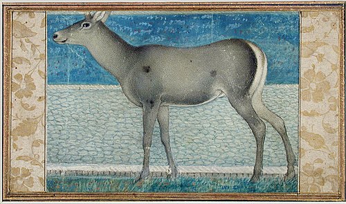 A nilgai, , 