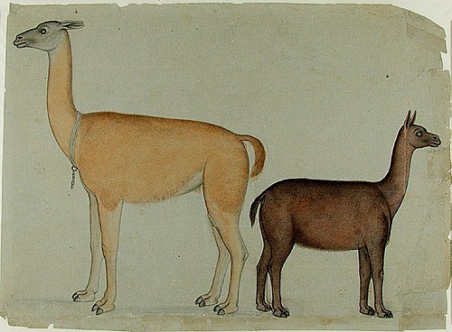 Two Llamas, 1870, 
