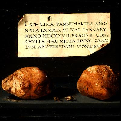Urinary stones and two shells on a stone slab with label, 1627, 