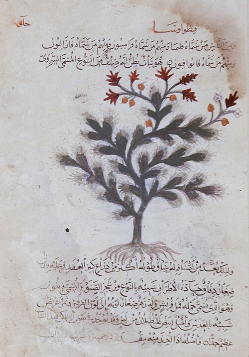 Page from the Materia Medica, 1224, 
