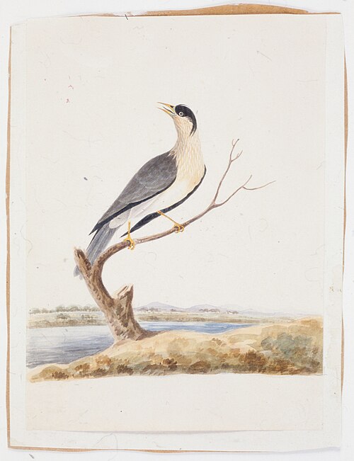 Étude d'un oiseau, 1810, 