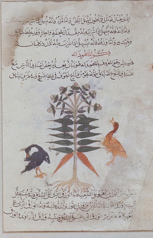 Page from the Materia Medica, 1224, 