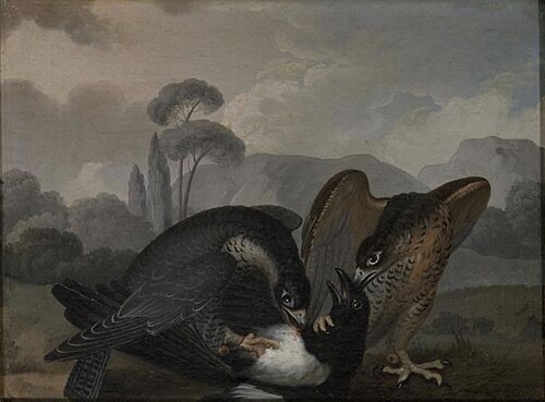 Deux oiseaux de proie terrassant une pie, 1650, 