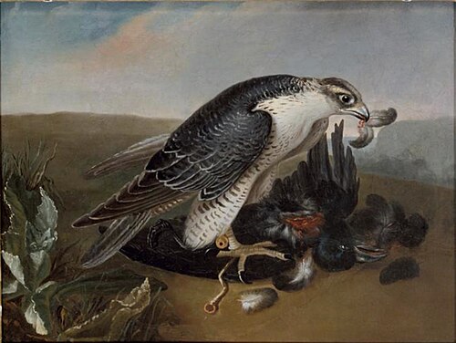 Faucon dévorant un corbeau, 1650, 