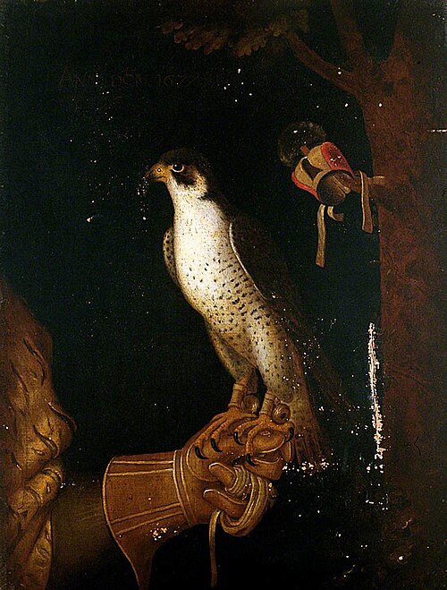 A Falcon on a Gloved Hand, 1677, 