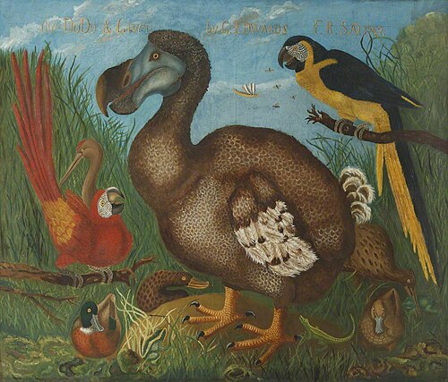 Dodo, 1759, 