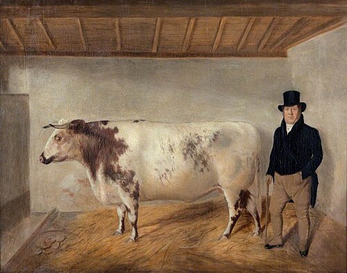 A Steer of Shorthorn Type, 1840, 