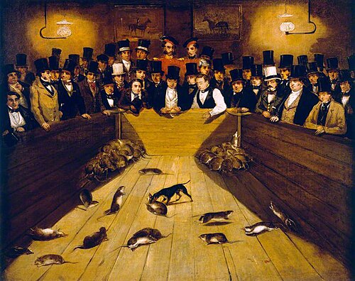 Rat-Catching at the 'Blue Anchor' Tavern, Bunhill Row, Finsbury, London, 1850, 