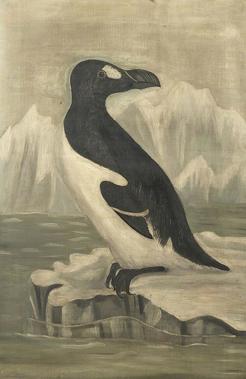 Great Auk, 1855, 