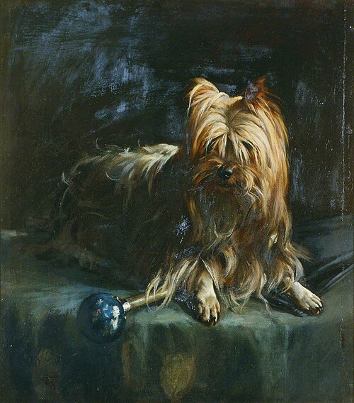 'Jim': Yorkshire Terrier, 1880, 