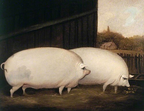 A Pair of Pigs, 1850, 