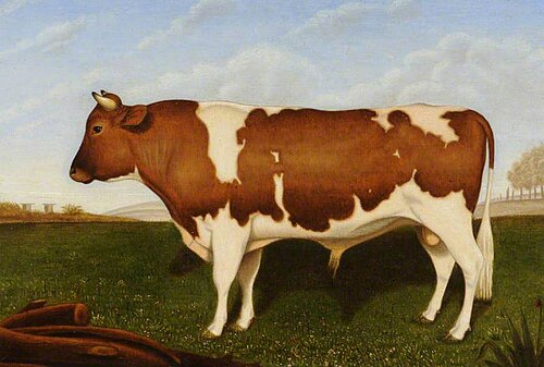 Guernsey Bull, 1850, 
