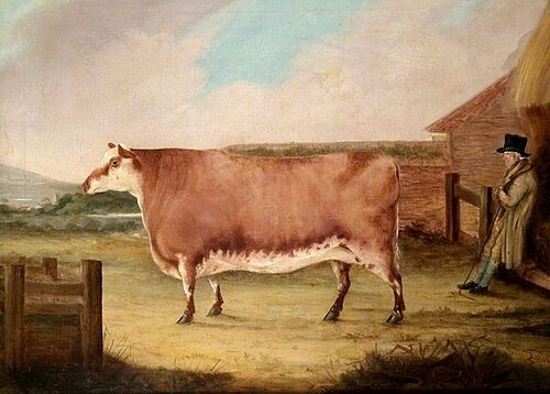 A Polled Heifer, 1850, 