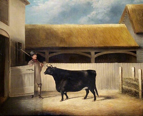 A Small Black Cow, 1850, 