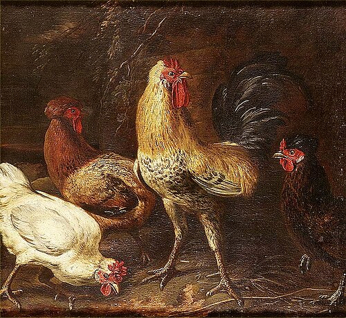 Poulet domestique., 1650, 