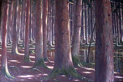Spruce forest, 1920, 