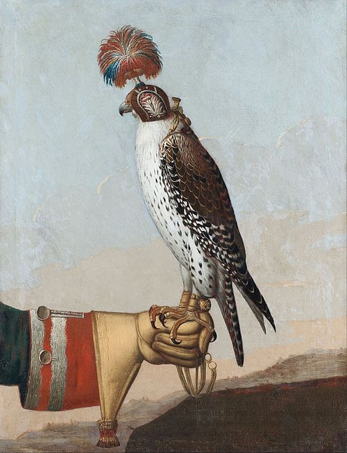 Gerfaut islandais, 1759, 