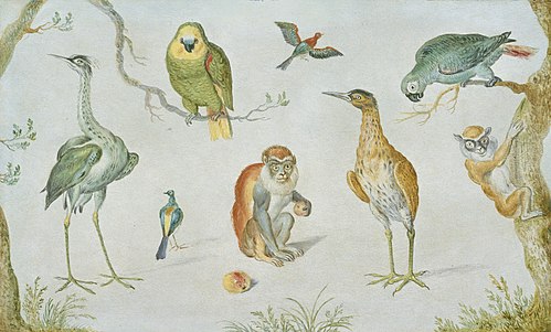 Study of Birds and Monkeys, 1665, 