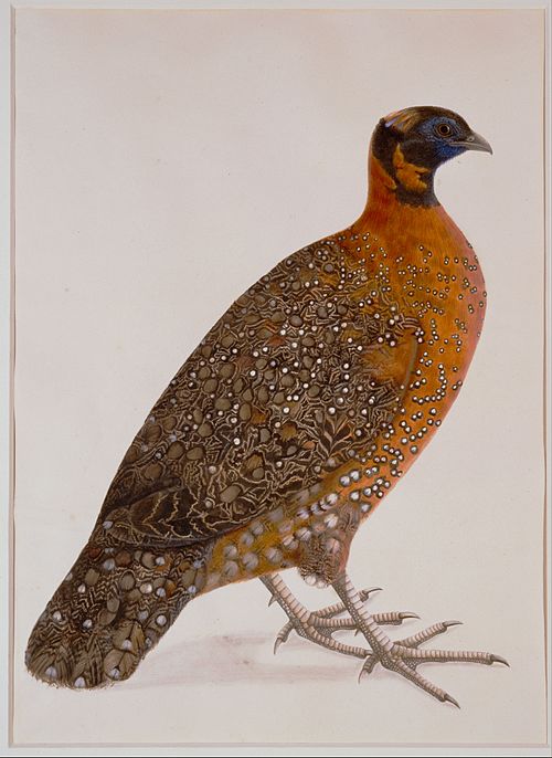 Crimson Horned Pheasant (Satyr Tragapan), 1775, 