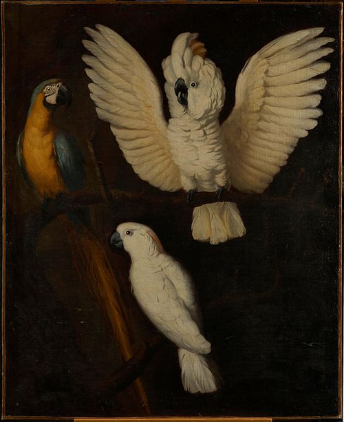 Parrots, 1670, 