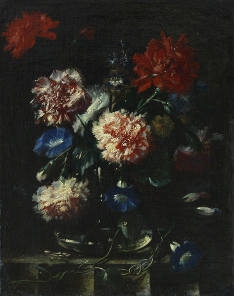 Dianthus, 1650, 