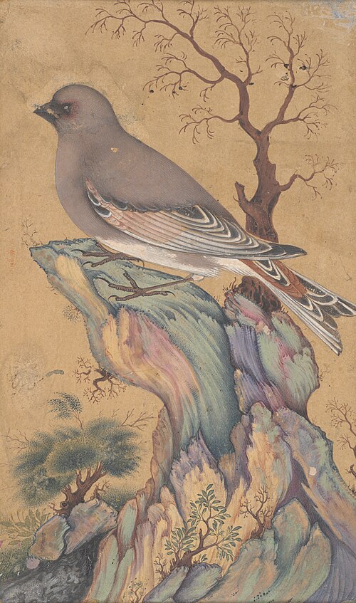 Desert Finch Perched on a Rock, 1650, 
