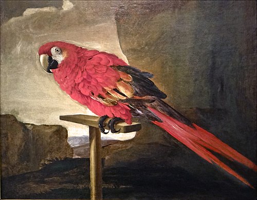 Ara rouge sur son perchoir, 1610, 