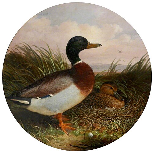 Duck and Drake in Reeds, 1849, 