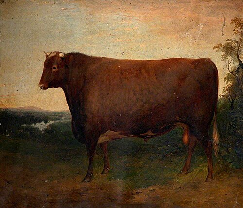 'Weathercock': a Champion Bull, Winner of the 2nd prize of 20 £ in Class E of the R. A. Society in 1, 1850, 