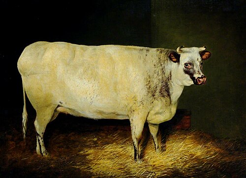 A White Shorthorn Heifer, 1849, 