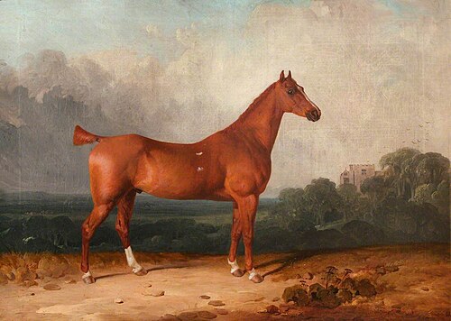 'Woodstock' a Bay Mare belonging to Arthur Jones, 1814, 