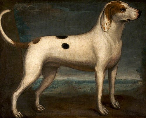 A Spotted Hound, 1749, 