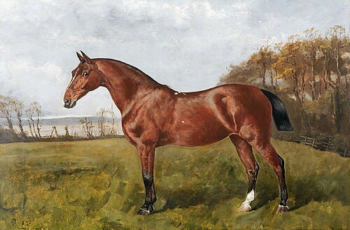 Bay standing in a Paddock, 1882, 