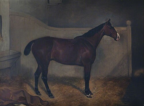 A Bay Thoroughbred Horse called 'Trustee' in a Loose Box, 1849, 