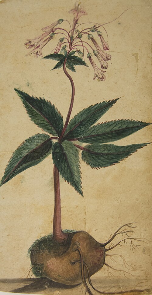 Desenho de Plantas - Álbum M A B A D - Prancha N.2, 1900, 
