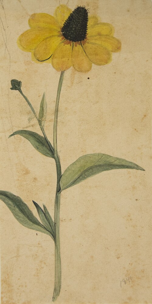 Desenho de Planta - Álbum M A B A D - Prancha N.2, 1900, 