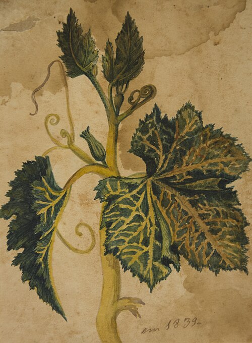 Desenho de Planta - Álbum M A B A D - Prancha N.3, 1839, 