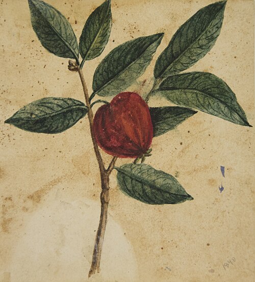 Desenho de Planta - Álbum M A B A D - Prancha 3, 1900, 