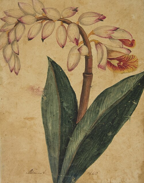 Desenho de Planta - Álbum M A B A D - Prancha 4, 1840, 