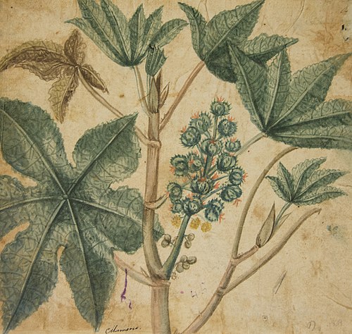 Mamona - Ábum M A B A D - Prancha N.4, 1839, 