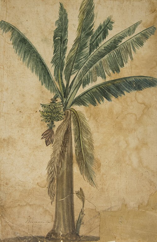 Bananeira - Álbum M A B A D - Prancha N.5, 1900, 